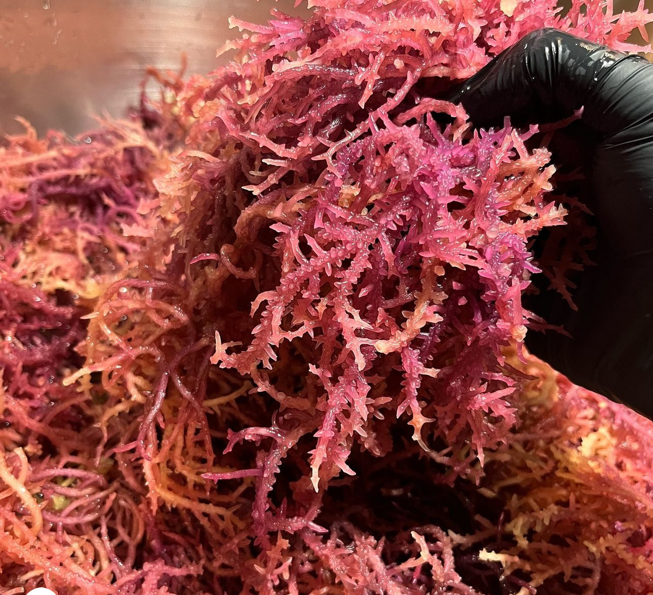 Pink East African Sea Moss Gel